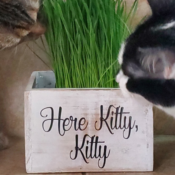 "Here Kitty, Kitty" Rustic Planter Box w/Liner - Picture 1 of 5